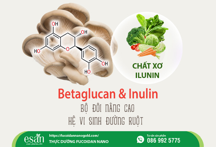 Betaglucan và Inulin – Bộ đôi nâng cao hệ vi sinh đường ruột hiệu quả