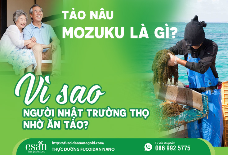 Tảo nâu Mozuku là gì? Vì sao người Nhật trường thọ nhờ ăn tảo?