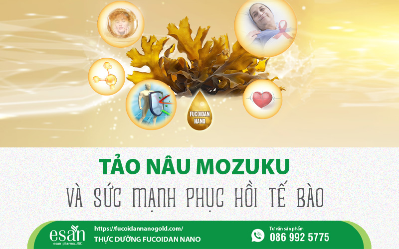 Tảo Nâu Mozuku - “Chiến binh” phục hồi tế bào tổn thương