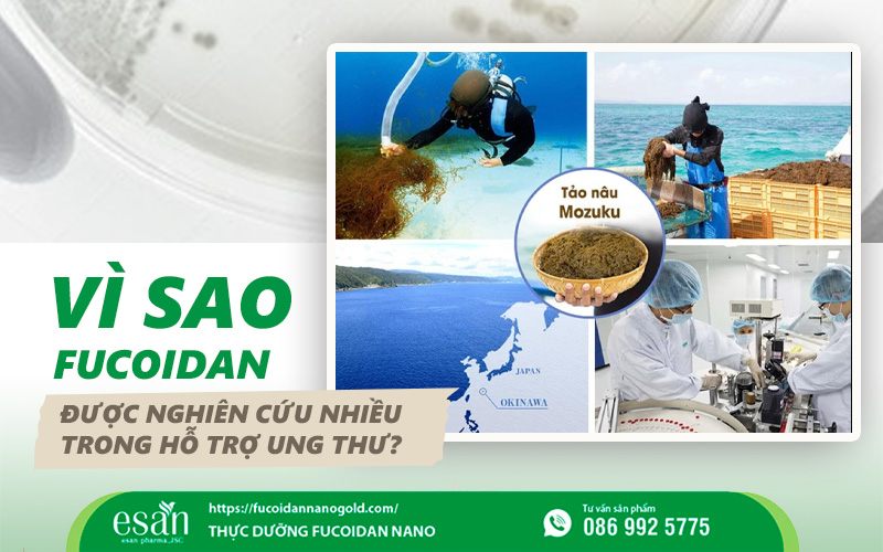 Vì sao Fucoidan được nghiên cứu nhiều trong hỗ trợ ung thư?